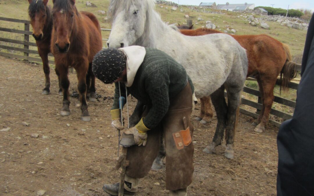 Natural Hoof Care for Horse Owners
