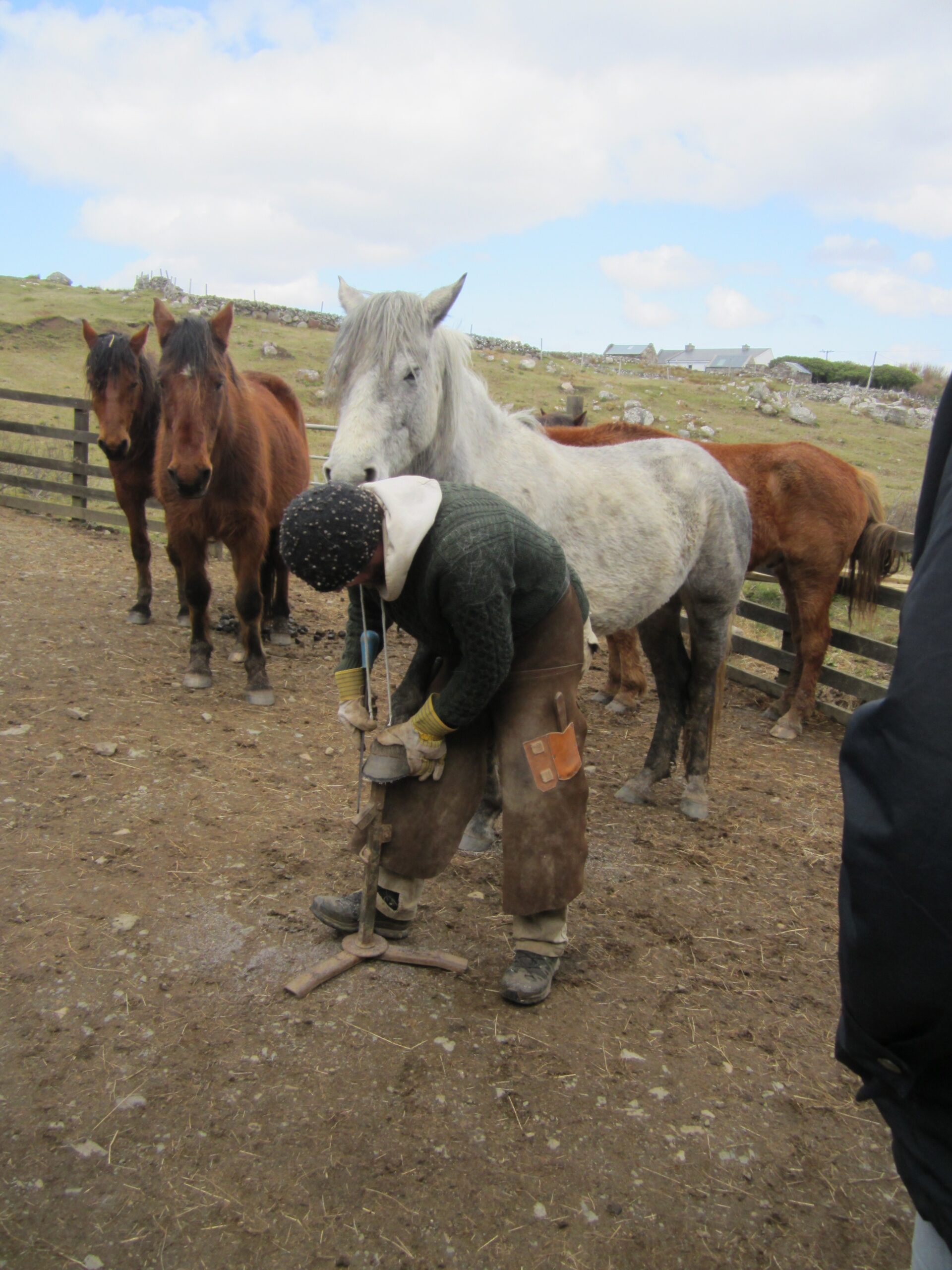 Natural Hoof Care for Horse Owners Macalla Farm